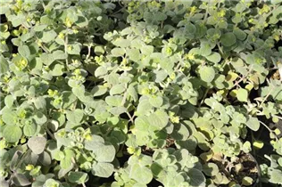 Origanum dictamnus - Kreta-Dost Origanum dictamnus - Kreta-Dost