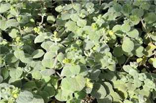 Origanum dictamnus - Kreta-Dost Origanum dictamnus - Kreta-Dost