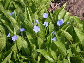 Omphalodes verna 'Grandiflora' - Frühlings-Gedenkemein 'Grandiflora' Omphalodes verna 'Grandiflora' - Frühlings-Gedenkemein 'Grandiflora'