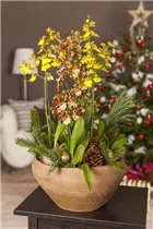 Oncidium - Oncidium Oncidium - Oncidium