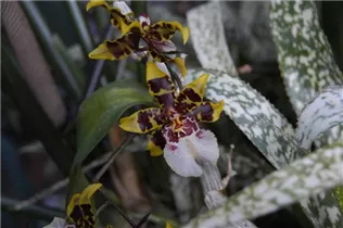 Oncidium - Oncidium Oncidium - Oncidium