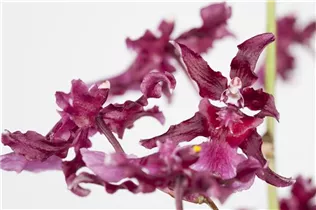 Oncidium - Oncidium Oncidium - Oncidium