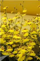 Oncidium - Oncidium Oncidium - Oncidium