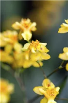 Oncidium 'Little Brilliants' - Oncidium-Orchidee Oncidium 'Little Brilliants' - Oncidium-Orchidee