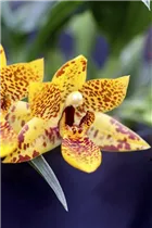 Oncidium scheiroporum - Oncidium-Orchidee Oncidium scheiroporum - Oncidium-Orchidee