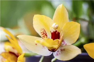 Oncidium scheiroporum - Oncidium-Orchidee Oncidium scheiroporum - Oncidium-Orchidee