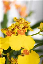 Oncidium 'Sweet Sugar' - Oncidium 'Sweet Sugar'