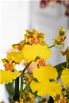 Oncidium 'Sweet Sugar' - Oncidium 'Sweet Sugar'