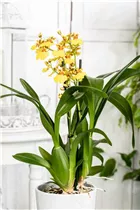 Oncidium 'Sweet Sugar' - Oncidium 'Sweet Sugar'