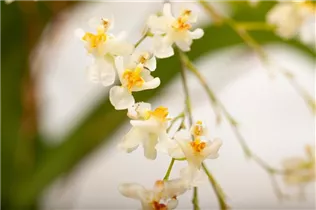 Oncidium 'Twinkle Jasmin' - Oncidium-Orchidee 'Twinkle Jasmin' Oncidium 'Twinkle Jasmin' - Oncidium-Orchidee 'Twinkle Jasmin'