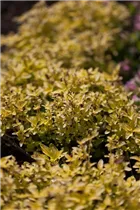 Origanum vulgare 'Goldtaler' - Goldoregano