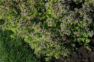 Origanum vulgare 'Aureum' - Gelblaubiger Garten-Dost