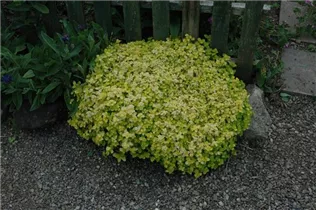 Origanum vulgare 'Aureum' - Gelblaubiger Garten-Dost