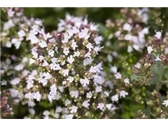 Origanum vulgare 'Compactum' - Garten-Dost 'Compactum' Origanum vulgare 'Compactum' - Garten-Dost 'Compactum'