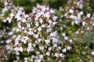 Origanum vulgare 'Compactum' - Garten-Dost 'Compactum' Origanum vulgare 'Compactum' - Garten-Dost 'Compactum'