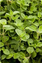 Origanum vulgare 'Compactum' - Garten-Dost 'Compactum' Origanum vulgare 'Compactum' - Garten-Dost 'Compactum'