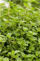 Origanum vulgare 'Compactum' - Garten-Dost 'Compactum' Origanum vulgare 'Compactum' - Garten-Dost 'Compactum'