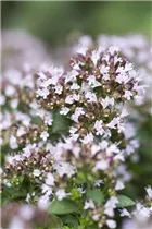 Origanum vulgare 'Compactum' - Garten-Dost 'Compactum' Origanum vulgare 'Compactum' - Garten-Dost 'Compactum'