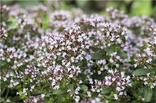 Origanum vulgare 'Compactum' - Garten-Dost 'Compactum' Origanum vulgare 'Compactum' - Garten-Dost 'Compactum'