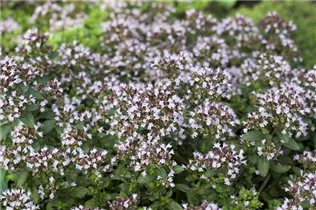 Origanum vulgare 'Compactum' - Garten-Dost 'Compactum' Origanum vulgare 'Compactum' - Garten-Dost 'Compactum'