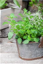 Origanum vulgare 'Diabolo' - Hängender Oregano Origanum vulgare 'Diabolo' - Hängender Oregano