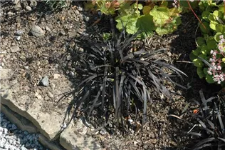 Ophiopogon planiscapus 'Niger' - Schwarzer Schlangenbart 'Niger' Ophiopogon planiscapus 'Niger' - Schwarzer Schlangenbart 'Niger'
