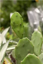 Opuntia ficus-indica - Feigenkaktus Opuntia ficus-indica - Feigenkaktus