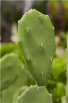 Opuntia ficus-indica - Feigenkaktus Opuntia ficus-indica - Feigenkaktus