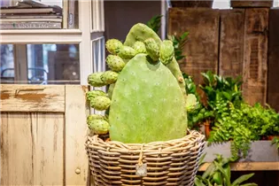 Opuntia ficus-indica - Feigenkaktus Opuntia ficus-indica - Feigenkaktus