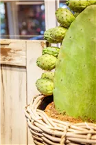 Opuntia ficus-indica - Feigenkaktus Opuntia ficus-indica - Feigenkaktus