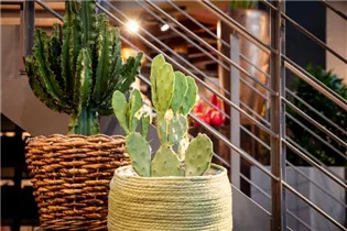 Opuntia ficus-indica - Feigenkaktus Opuntia ficus-indica - Feigenkaktus