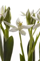 Ornithogalum balansae - Milchstern