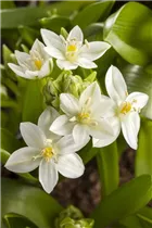 Ornithogalum balansae - Milchstern
