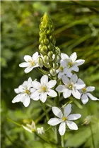 Ornithogalum thyrsoides - Straußähnlicher Garten-Milchstern