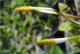 Orontium fistulosa - Goldkeule