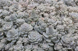Orostachys malacophylla subsp. malacophylla var. iwarenge - Chinesische Narrenkappe Orostachys malacophylla subsp. malacophylla var. iwarenge - Chinesische Narrenkappe