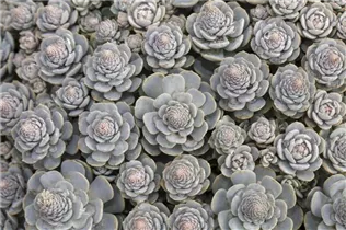 Orostachys malacophylla subsp. malacophylla var. iwarenge - Chinesische Narrenkappe Orostachys malacophylla subsp. malacophylla var. iwarenge - Chinesische Narrenkappe