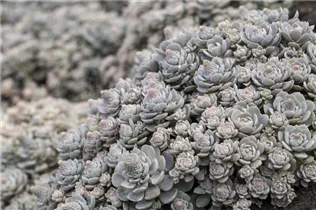 Orostachys malacophylla subsp. malacophylla var. iwarenge - Chinesische Narrenkappe Orostachys malacophylla subsp. malacophylla var. iwarenge - Chinesische Narrenkappe