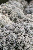 Orostachys malacophylla subsp. malacophylla var. iwarenge - Chinesische Narrenkappe Orostachys malacophylla subsp. malacophylla var. iwarenge - Chinesische Narrenkappe
