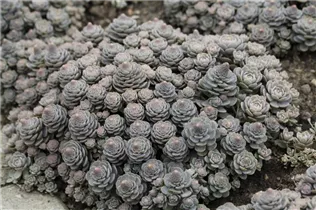 Orostachys malacophylla subsp. malacophylla var. iwarenge - Chinesische Narrenkappe Orostachys malacophylla subsp. malacophylla var. iwarenge - Chinesische Narrenkappe