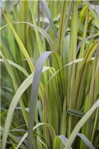 Oryza sativa 'Black Madras' - Zier-Reis 'Black Madras' Oryza sativa 'Black Madras' - Zier-Reis 'Black Madras'