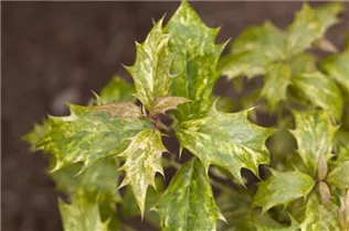 Osmanthus heterophyllus 'Tricolor' - Stachelblättrige Duftblüte 'Tricolor'