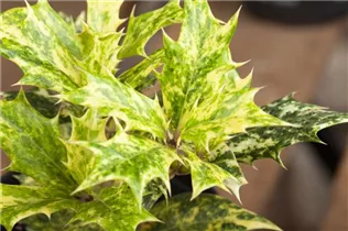 Osmanthus heterophyllus - Stachelblättrige Duftblüte