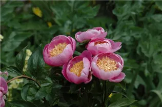 Paeonia lactiflora 'Bowl of Beauty' - Garten-Pfingstrose 'Bowl of Beauty' Paeonia lactiflora 'Bowl of Beauty' - Garten-Pfingstrose 'Bowl of Beauty'