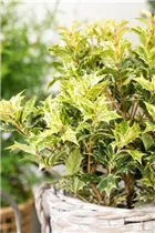 Osmanthus heterophyllus 'Goshiki' - Duftblüte 'Goshiki'