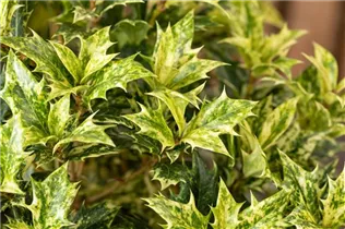 Osmanthus heterophyllus 'Goshiki' - Duftblüte 'Goshiki'