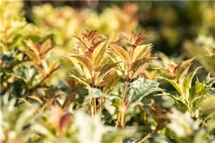 Osmanthus heterophyllus 'Goshiki' - Duftblüte 'Goshiki'