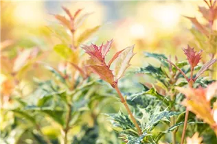 Osmanthus heterophyllus 'Goshiki' - Duftblüte 'Goshiki'