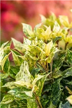 Osmanthus heterophyllus 'Tricolor' - Stachelblättrige Duftblüte 'Tricolor'