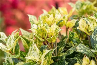 Osmanthus heterophyllus 'Tricolor' - Stachelblättrige Duftblüte 'Tricolor'